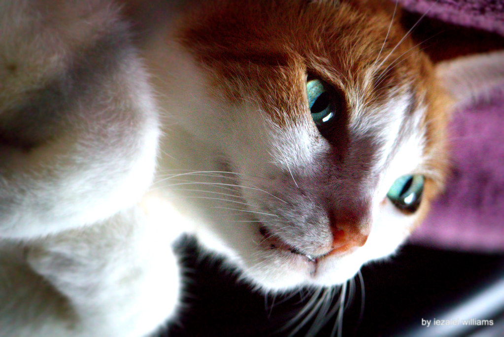 Three Camera Specs Beginners Overvalue